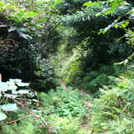 Forest on the trekking tour at Cao Bang