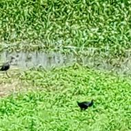 Black-backed Swamphen at Cat Tien National Park