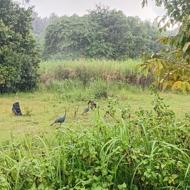 Voyage ornithologique sur le fleuve Dong Nai au Vietnam