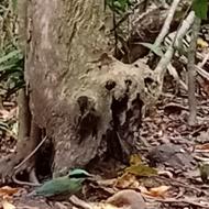 Bar-Bellied Pitta at Cat Tien National Park Bar-Bellied Pitta at Cat Tien National Park
