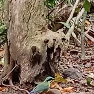 Ba-bellied pitta at Cat Tien National Park