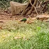 Wildlife Tour at the Cat Tien National Park Vietnam