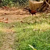 Greater Coucal at Cat Tien National Park Greater Coucal at Cat Tien National Park