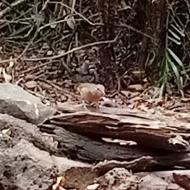 Blue-rumped pitta at Cat Tien National Park Blue-rumped pitta at Cat Tien National Park