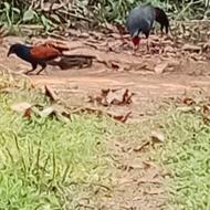 Siamese Fireback at Cat Tien National Park Siamese Fireback at Cat Tien National Park