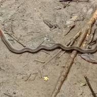 Red-necked Keelback Snake at Cat Tien National Park Red-necked Keelback Snake at Cat Tien National Park
