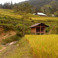 Golden rice on a hike at Hoang Su Phi, Ha Giang