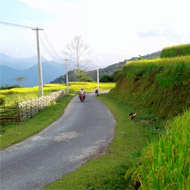 A road amid golden rice terraces at Thong Nguyen, Hoang Su Phi