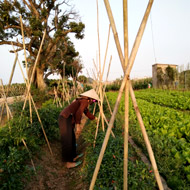 A farmer at work