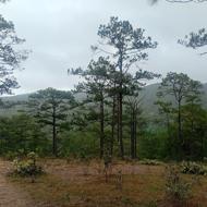 Birdwatching and Bird Species at Da Lat Vietnam