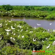 Birding Tour at Xuan Thuy National Park Birding Tour at Xuan Thuy National Park