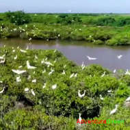 Birding Tour at Xuan Thuy National Park