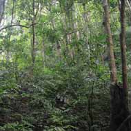 Pu Mat National Park, Nghe An