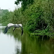 Bird Watching at Van Long Nature Reserve in Vietnam