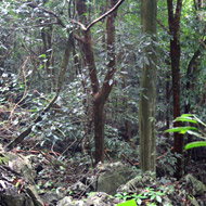 Vu Quang National Park, Ha Tinh