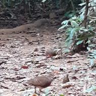 Green-legged Partridge at Cuc Phuong National Park Vietnam Green-legged Partridge at Cuc Phuong National Park Vietnam