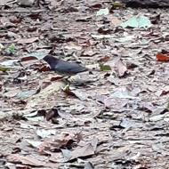 A male Japanese Thrush at Cuc Phuong National Park Vietnam A male Japanese Thrush at Cuc Phuong National Park Vietnam