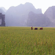 Tam Coc, Ninh Binh