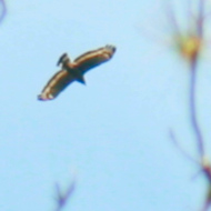 Raptors or Birds of Prey in Vietnam