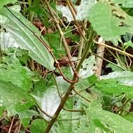 Phasmatodea, stick bug at Cuc Phuong National Park Phasmatodea, stick bug at Cuc Phuong National Park