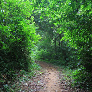A forest trail at the Xuan Son National Park
