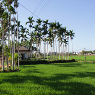 The green countryside of Quang Ngai