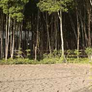 Can Gio Mangrove Biosphere Reserve, Saigon