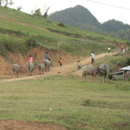 A buffalo path at Moc Chau
