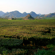 Tea plantations at Moc Chau Plateau, Son La