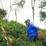 Picking tea leaves at Dinh Hoa, Thai Nguyen