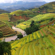 Golden rice terraces at Mu Cang Chai