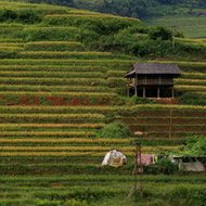 Golden rice terraces at Mu Cang Chai, Yen Bai