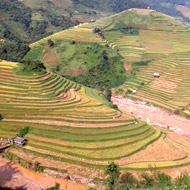 Golden rice terraces at Mu Cang Chai, Yen Bai