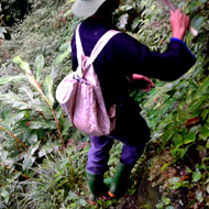 Trekking in the forest of Mu Cang Chai
