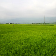 Rice fields at the Muong Lo Valley, Nghia Lo, Yen Bai