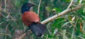 Wildlife Birdwatching Vietnam