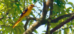 Birding Tours Vietnam