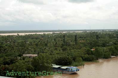 Coconut forests at Ben Tre, Vietnam