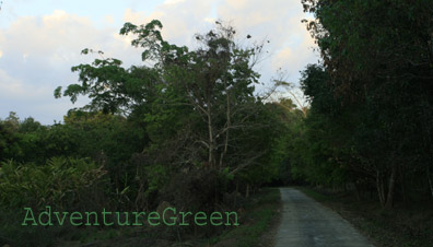 A birding trail at Nam Cat Tien National Park A birding trail at Nam Cat Tien National Park
