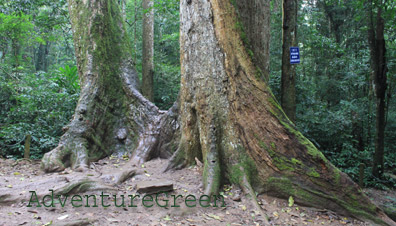 A forest trail at Cuc Phuong National Park A forest trail at Cuc Phuong National Park