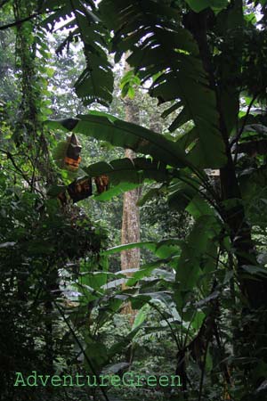 Rain forest at Cuc Phuong National Park Rain forest at Cuc Phuong National Park