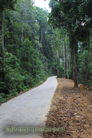 A path in the forest of Xuan Son National Park