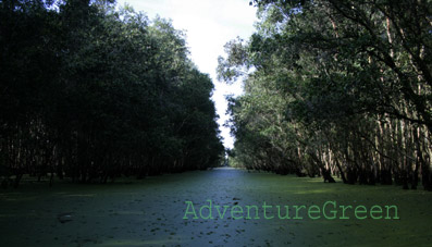 Cajeput forest in Dong Thap Province