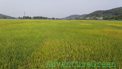 Rice fields in Bac Ninh in June
