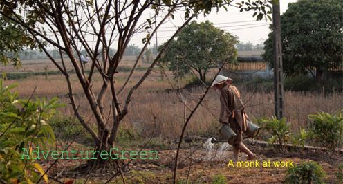 A Buddhist monk is watering plants in the garden