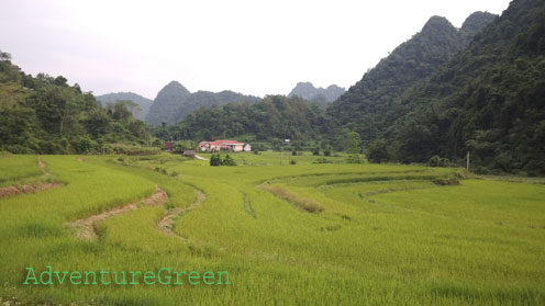 Rice fields at Dong Khe, Cao Bang