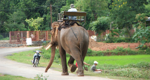 Elephant near Buon Ma Thuot