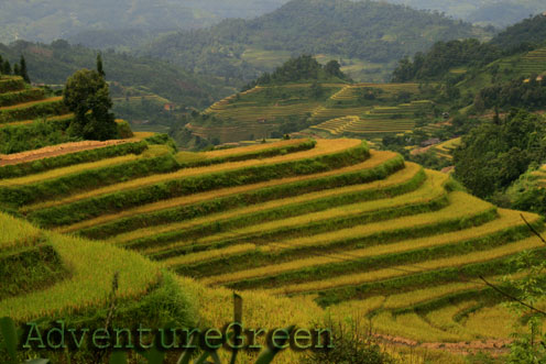 Captivating rice terraces at Hoang Su Phi, Ha Giang, Vietnam