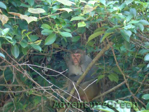 A wild monkey at the Luon Cave