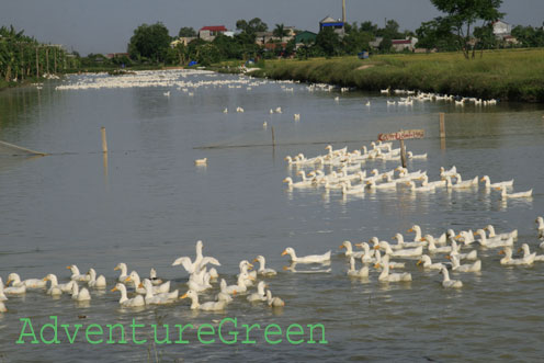 Ducks in a river at Hung Yen in June